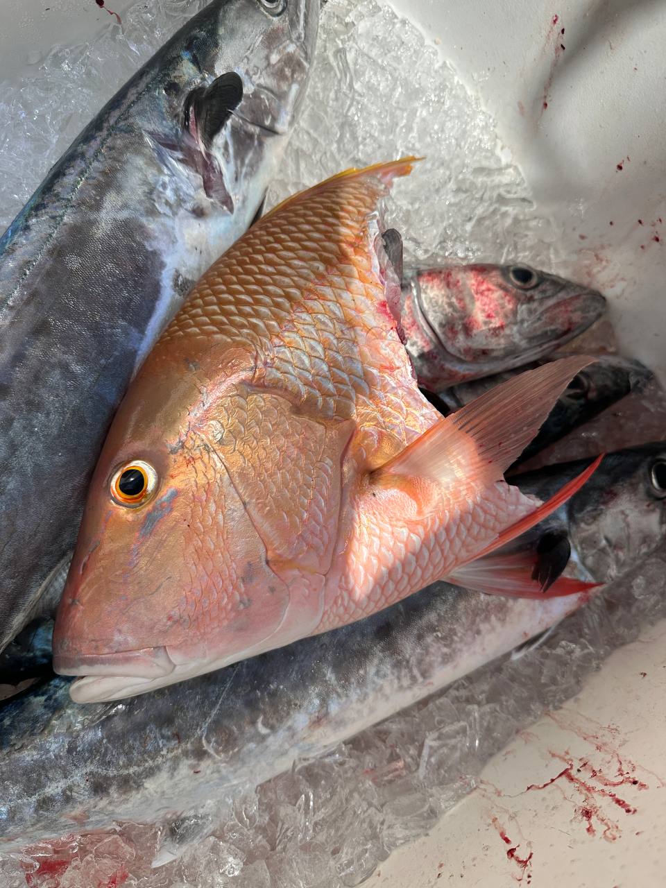 Keeper cobia caught on the reef during the March 13–16 Islamorada fishing stretch aboard Miss Penny