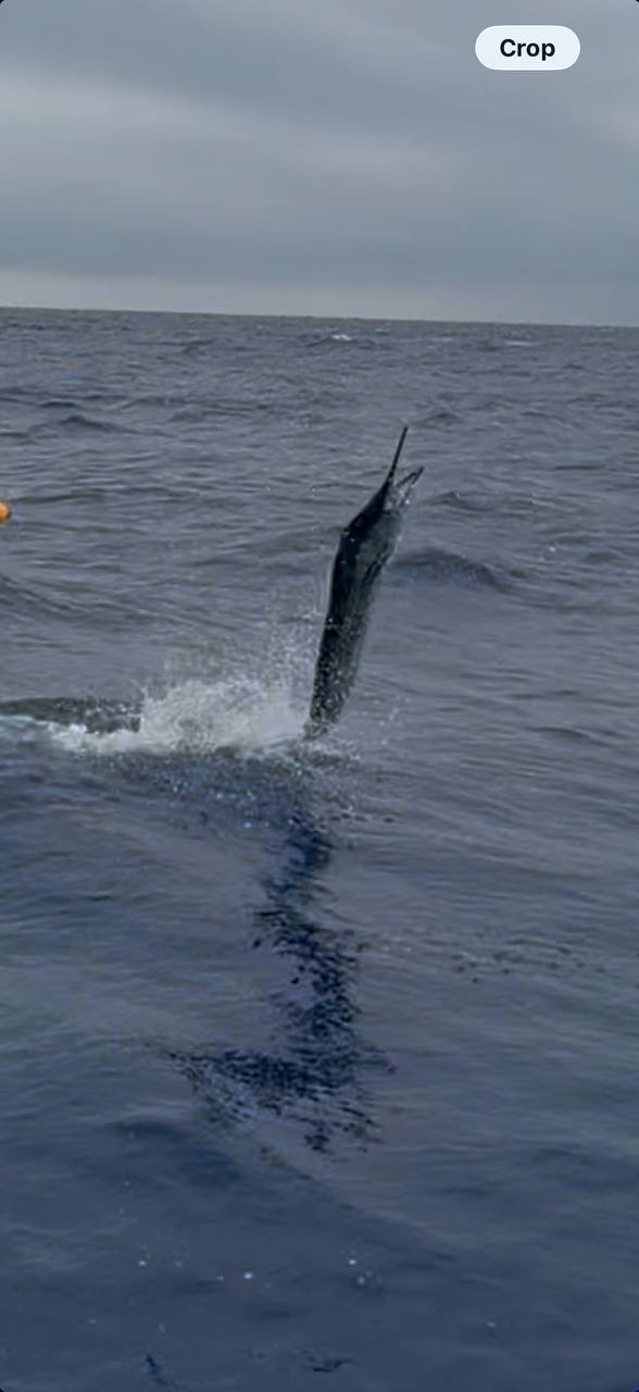 Sailfish jumping beside the boat offshore aboard Miss Penny in Islamorada