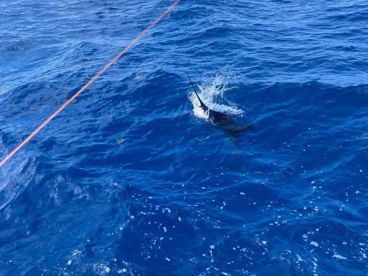 Sailfish on the surface during an offshore Miss Penny trip in Islamorada